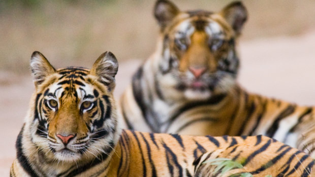 Two Bengal tigers in south Asia. 