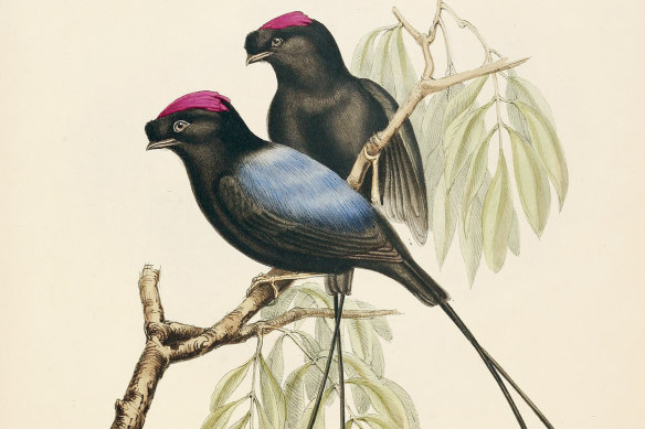 The head feathers of the long-tailed manakin in this illustration by Richard Brinsley Hinds represent ‘lake red’.