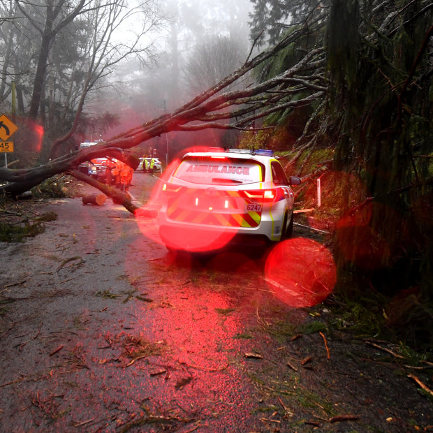 A fallen tree delays emergency service workers in Olinda.