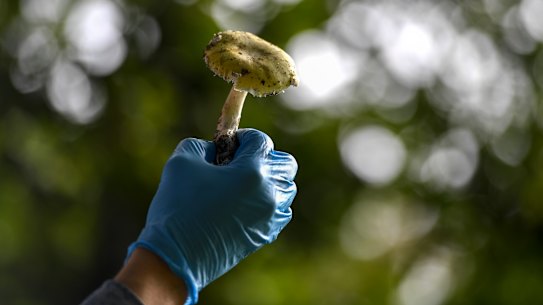 A death cap mushroom that was growing under an oak tree at Victoria’s Royal Botanic Gardens.