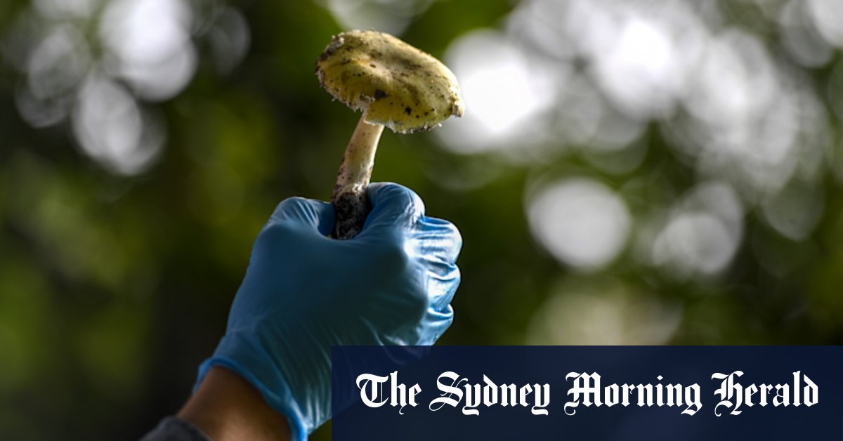 Antidote for potentially fatal death cap mushrooms found by Sydney scientist - Vimarsana News