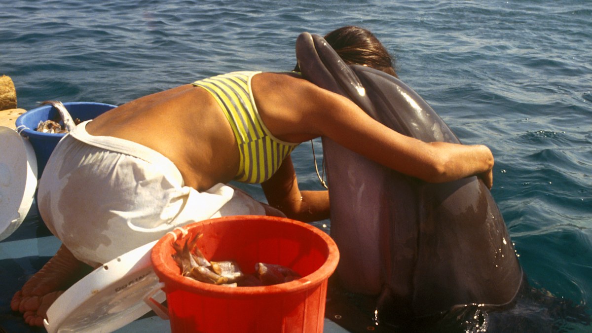 Popular tourist activity wiping out Aussie dolphins, experts say