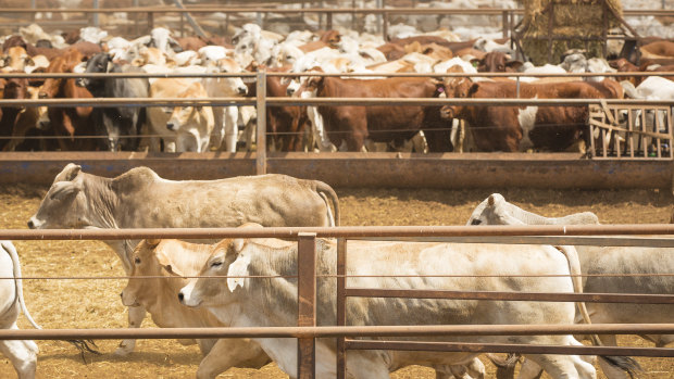 Cattle bound for live export at an yard south of Darwin after the Indonesian government issued another 50,000 permits for live cattle out of Northern Australia last year.