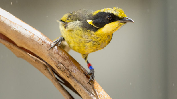 A juvenile helmeted honeyeater - Zoos Victoria has bred 30 of the critically endangered birds this season.