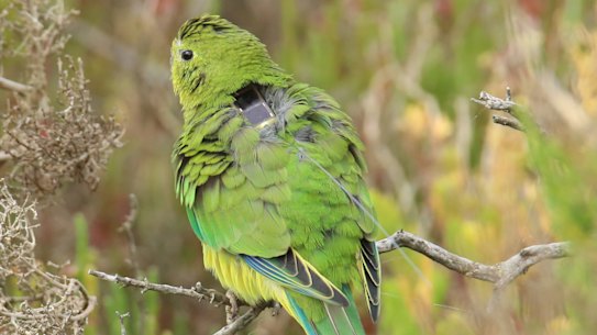 Critically endangered Orange-bellied Parrots have been released into the wild and for the first time, they have been tagged with solar-powered satellite trackers. 
