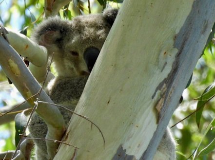 The area is a well-known hub for the marsupials.