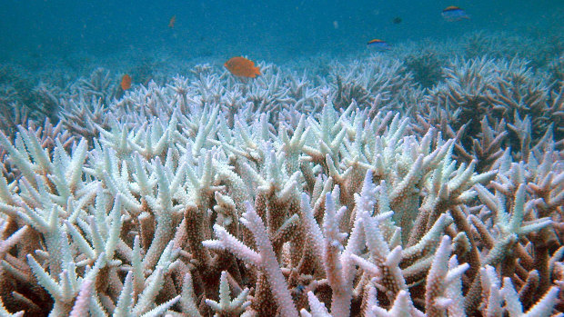 Fish swim among bleached coral in the Great Barrier Reef. 