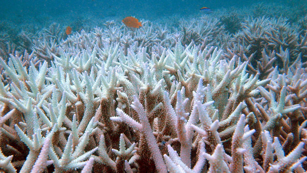 Fish swim among bleached coral in the Great Barrier Reef. 