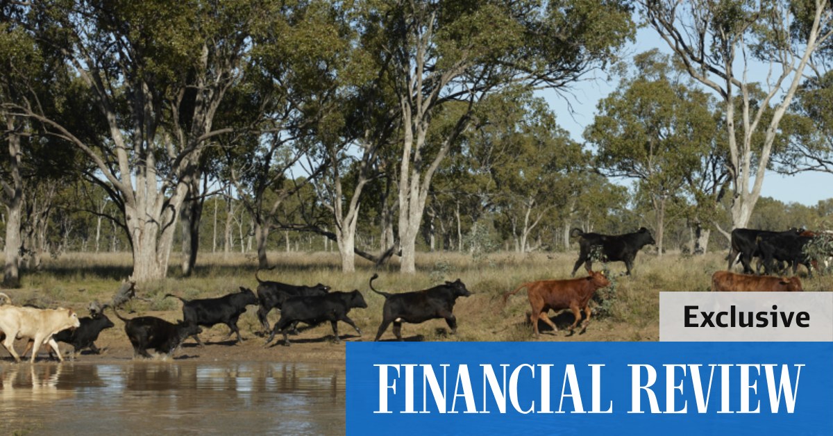 Queensland Investment Corporation buys Packhorse Pastoral’s last cattle