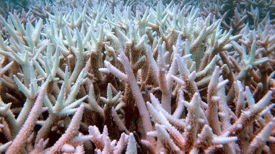 Fish swim among bleached coral in the Great Barrier Reef during the back-to-back summers of bleaching in 2016 and 2017.