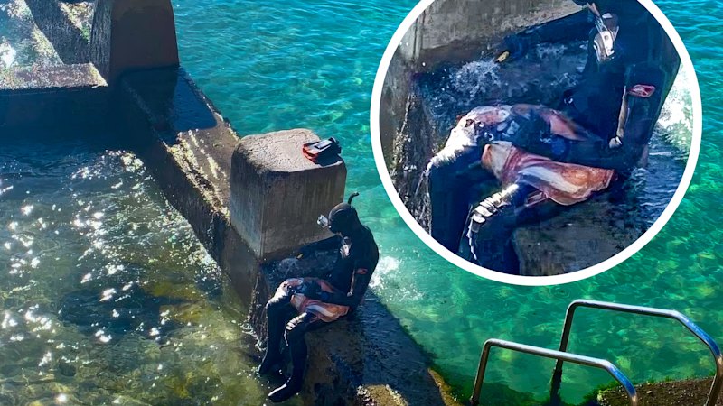 Spearfisher’s catch shocks swimmers at Sydney beach during cuttlefish breeding season