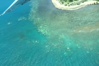 Bleaching on the Great Barrier Reef corals near Cooktown, as taken last week by a survey team led by James Cook University's Professor Terry Hughes.