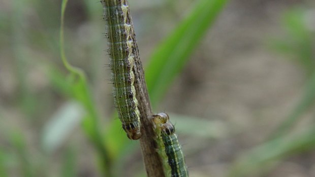 Invasive pest species fall armyworm has been discovered on the Australian mainland for the first time, with a confirmed case in far north Queensland