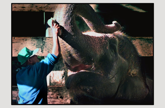 Tricia the elephant is washed and cleaned ready for her duties at the Perth Zoo, 1997.