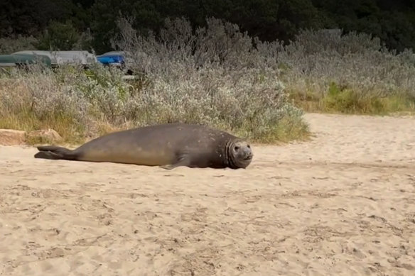 A giant seal has made a splash at Blairgowrie.