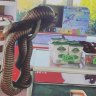 Venomous snakes slither into school tuckshop and office