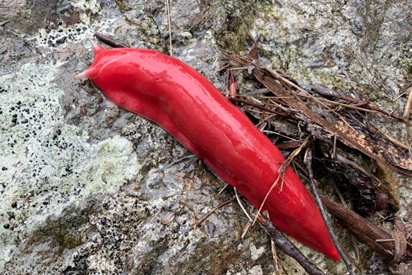 The species can grow up to 20 centimetres in length.