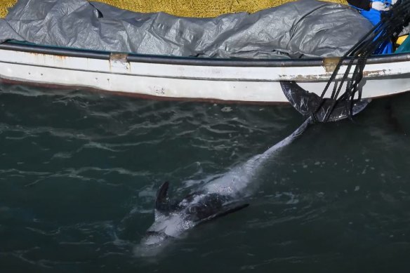 A Risso’s dolphin captured in this season’s controversial Taiji dolphin hunt.