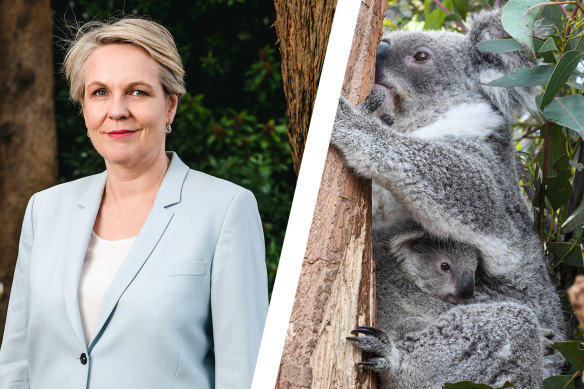 Environment Minister Tanya Plibersek may be asked to approve up to 140 developments that could worsen the koala extinction crisis.