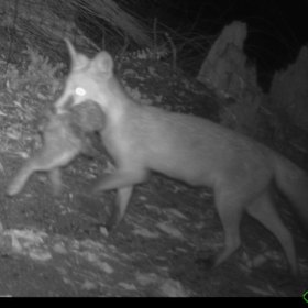 A fox on the Mundaring property in April. 