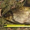 Biologist reels in ‘world’s longest goldfish’ from suburban lake in Perth