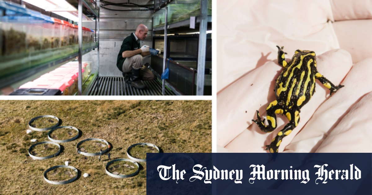 Taronga Zoo program aims to save corroboree frogs