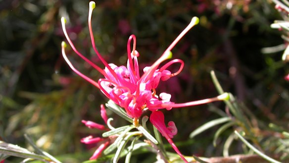 One of several declared rare flora species within the Greater Brixton Street Wetlands.