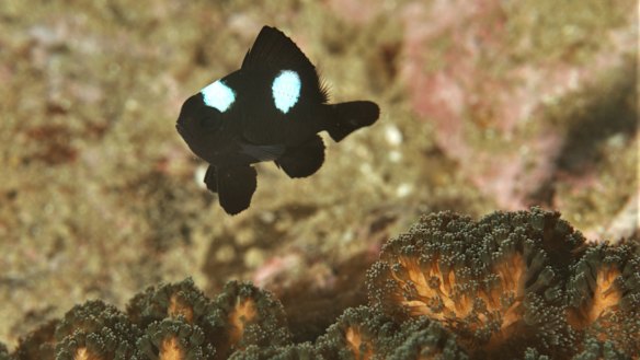 A damselfish swims near corals off  Manly, on Sydney's northern beaches.