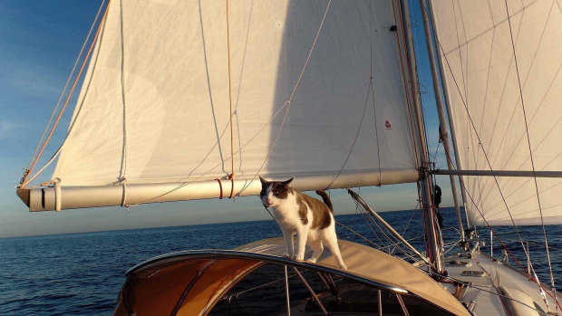 Staff from the NZ Ministry for Primary Industries have taken the 18-month-old feline to a temporary quarantine location while the Alizes II, which came into Careys Bay near the town of Dunedin on Sunday, gets its hull fixed. 