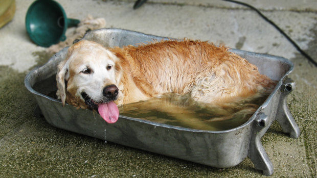 Golden retriever Brenda cools off in a tub of water at Four Paws headquarters in Vienna.
