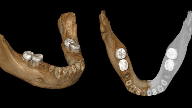 Two views of a virtual reconstruction of the Xiahe mandible believed to belong to a Denisovan, a relative of Neanderthals.