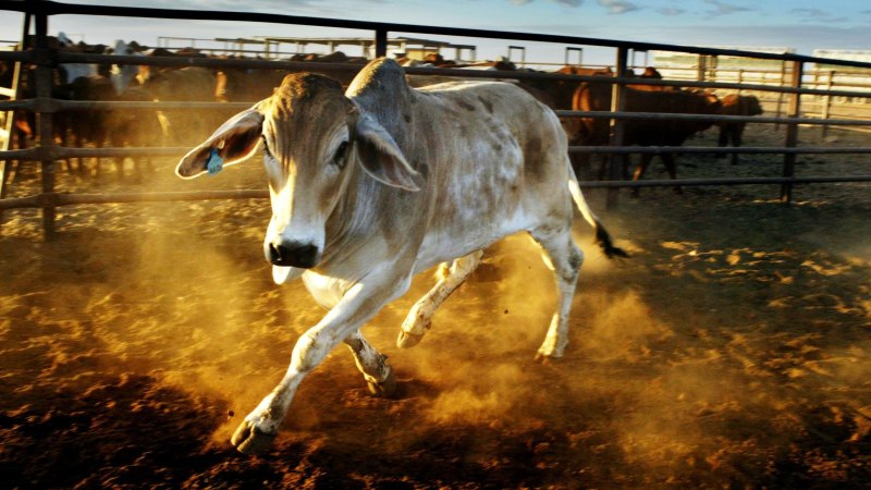 The Australian enterprise trying to curb the methane belched by livestock