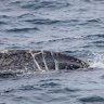 Young entangled humpback whale leads rescuers on multi-state rescue mission