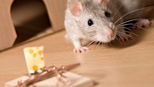 Just because cheese is associated with rodents doesn't mean it's going to lure them to a trap.