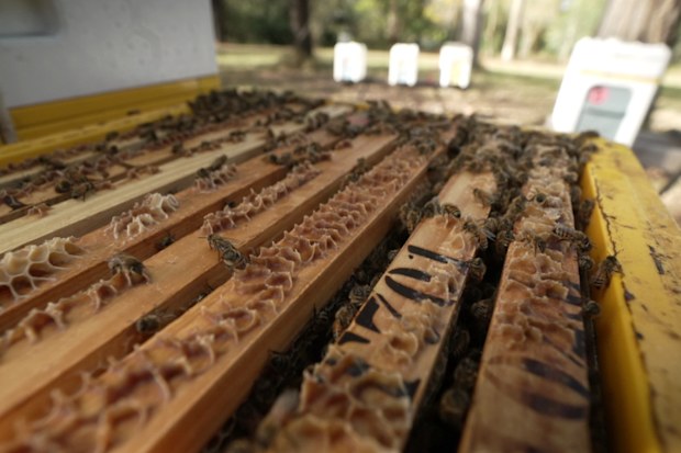 Without adequate bee pollination, crops yield misshapen, unsellable fruit that gets discarded, directly eroding farm income.