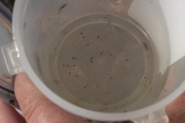 A mutated Varroa mite variant rendered existing pest treatments useless, triggering widespread hive collapses across three states.