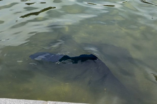 Blue material is peeling off the bottom of the Lincoln Memorial Reflecting Pool.