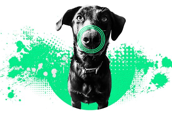 Dogs have amazing noses.