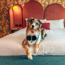 Ovolo The Valley, Brisbane is one of the best pet-friendly hotels.