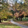 Perth council axes policy to protect its urban forest over safety concerns