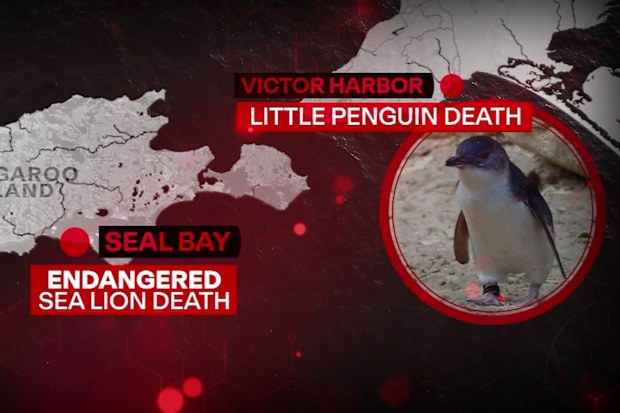 ビクターハーバーでペンギンの赤ちゃんも鳥インフルエンザで死亡