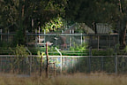 A baboon inside the facility in Wallacia.