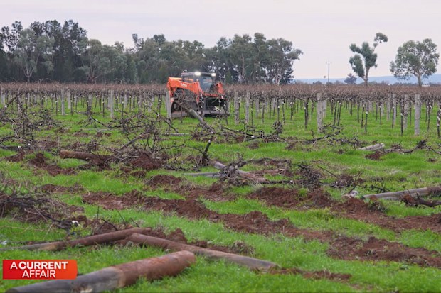 The De Bortoli family of winemakers is usually in the business of picking grapes - but right now they’re ripping them up.