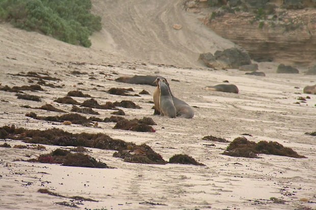 オーストラリア初の絶滅危惧種アシカ、カンガルー島で鳥インフルエンザで死亡