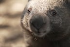Wombat burrows accidentally sealed shut during council rabbit cull