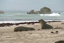 First endangered Australian sea lion dies from bird flu on Kangaroo Island