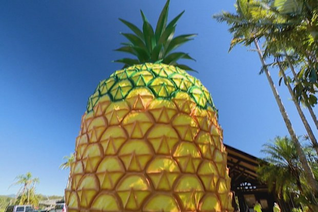 The Big Pineapple will reopen to the public in stages. 