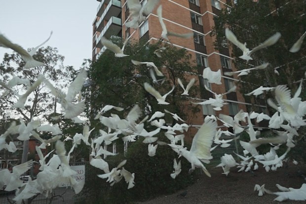 Who is Birdman? It’s the question baffling one Sydney neighbourhood.