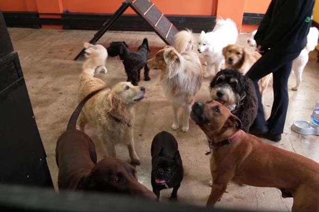 Meta deactivates Instagram account leaving Doggie day care owners ...