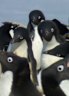 Could we vaccinate wild populations against the looming bird flu catastrophe?